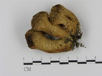 登錄號:F0002080藏品圖，第1張
