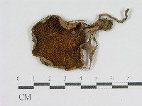 登錄號:F0002081藏品圖，第1張