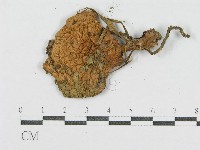 登錄號:F0002081藏品圖，第3張