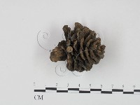 登錄號:F0002082藏品圖，第1張