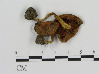 登錄號:F0002083藏品圖，第3張