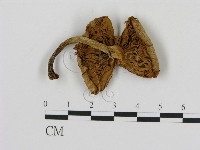 登錄號:F0002085藏品圖，第3張