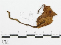 登錄號:F0002086藏品圖，第3張