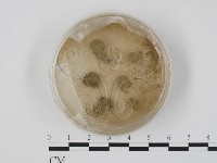 登錄號:F0002088藏品圖，第1張