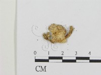 登錄號:F0002091藏品圖，第3張