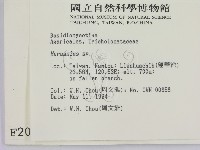 小皮傘屬藏品圖，第2張