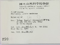 小皮傘屬藏品圖，第2張