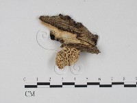 登錄號:F0002096藏品圖，第1張