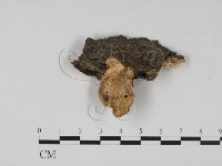 登錄號:F0002096藏品圖，第3張