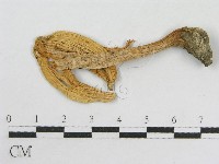 登錄號:F0002098藏品圖，第1張