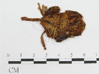 粉褶菌屬藏品圖，第3張