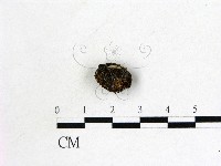 登錄號:F0002106藏品圖，第1張