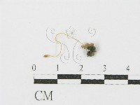 登錄號:F0002110藏品圖，第3張