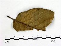 登錄號:F0002111藏品圖，第3張