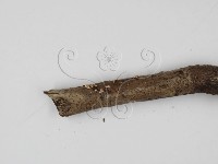 登錄號:F0002116藏品圖，第4張