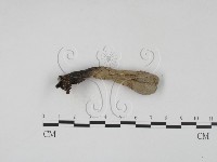 炭角菌屬藏品圖，第1張