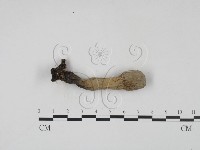 炭角菌屬藏品圖，第3張