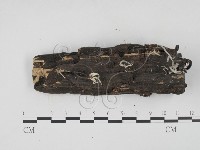 炭角菌屬藏品圖，第1張