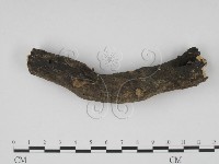 炭角菌屬藏品圖，第3張