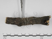 炭角菌屬藏品圖，第4張