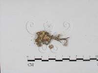 登錄號:F0002126藏品圖，第1張