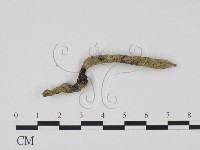 炭角菌屬藏品圖，第3張