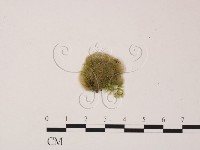 登錄號:F0002129藏品圖，第3張