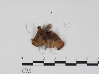 登錄號:F0002131藏品圖，第3張