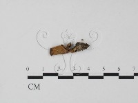 登錄號:F0002133藏品圖，第1張