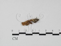 登錄號:F0002133藏品圖，第3張