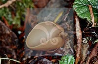 登錄號:F0002133藏品圖，第4張