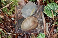 登錄號:F0002133藏品圖，第5張