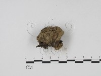 登錄號:F0002134藏品圖，第3張