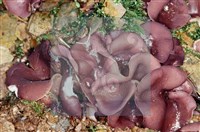 登錄號:F0002134藏品圖，第4張