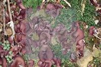 登錄號:F0002134藏品圖，第5張