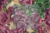 登錄號:F0002134藏品圖，第6張