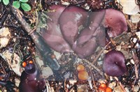 登錄號:F0002134藏品圖，第7張