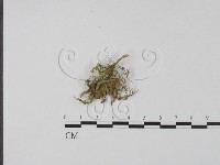 登錄號:F0002137藏品圖，第1張