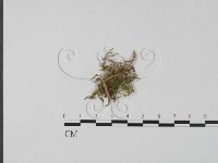 登錄號:F0002137藏品圖，第3張