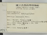 麥白黑穗菌藏品圖，第2張