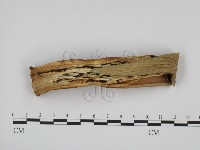 麥白黑穗菌藏品圖，第3張