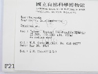 粉褶菌屬藏品圖，第2張