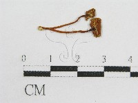 粉褶菌屬藏品圖，第1張