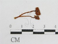 粉褶菌屬藏品圖，第3張