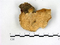優雅波邊革菌藏品圖，第3張