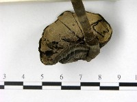 登錄號:F0002144藏品圖，第3張
