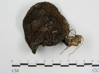 登錄號:F0002147藏品圖，第1張