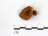 登錄號:F0002148藏品圖，第3張