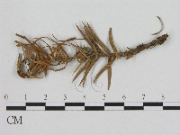 登錄號:F0002150藏品圖，第1張