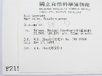 粉褶菌屬藏品圖，第2張